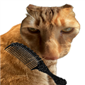 给猫梳毛安卓版v1.0