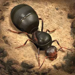 小小蚁国国际服最新版(The Ants)v3.71.0