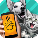 pet translator中文版v1.1