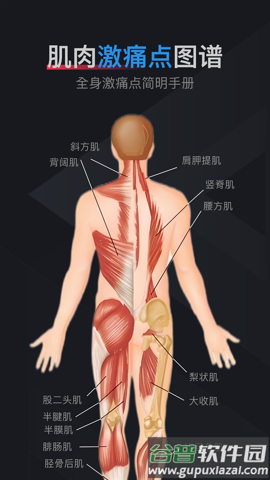 肌肉激痛点图谱软件下载截图3