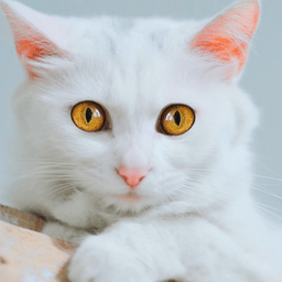 说话可爱的猫手游v1.3.4
