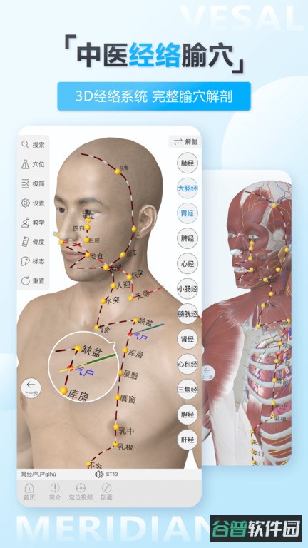 维萨里3d解剖