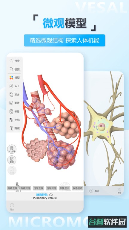 维萨里3d解剖截图2