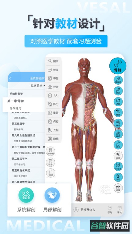 维萨里3d解剖截图3