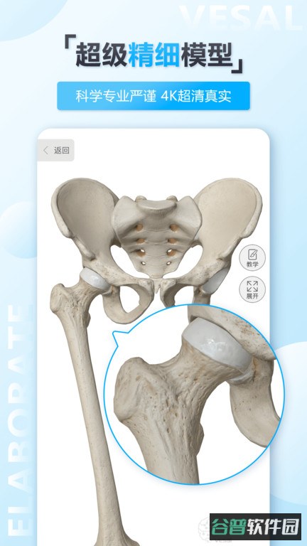 维萨里3d解剖截图4
