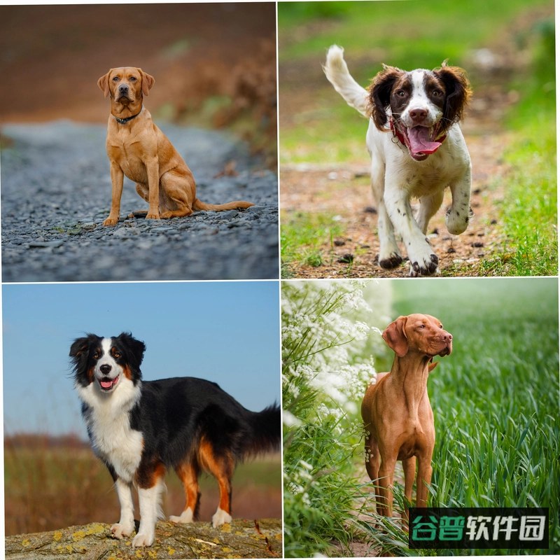 VeeskyX截图4