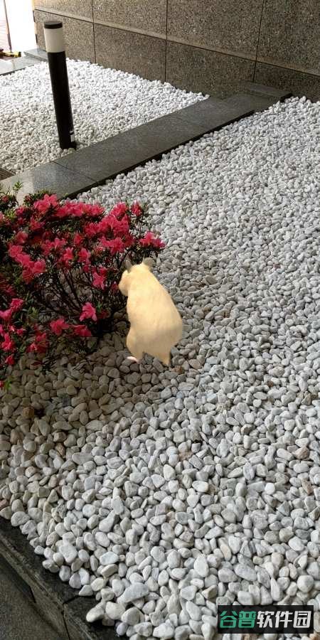 我的仓鼠截图3
